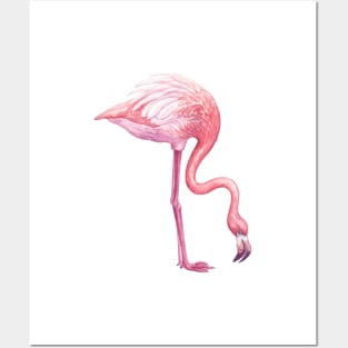Flamingo 2 Posters and Art